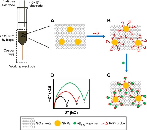 Scheme 1 The principle of AβO detection by GO/GNPs-PrPC biosensor.Notes: (A) GO/GNPs. (B) Immobilization of PrPC probe on GNPs. (C) Binding of AβO. (D) The charge transfer resistance (Rct) of (a) bare GO/GNPs electrode, (b) PrPC probe immobilized electrode, and (c) AβO captured GO/GNPs-PrPC biosensor.Abbreviations: Aβ, amyloid-beta; AβO, Aβ oligomers; GNPs, gold nanoparticles; GO, graphene oxide; PrPC, cellular prion protein.