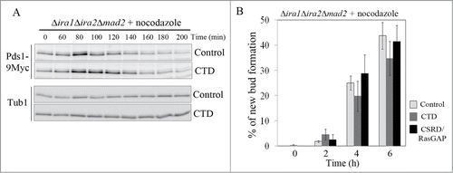 Figure 6. The neurofibromin C-terminal domain (CTD) functions in the spindle assembly checkpoint (SAC) pathway. (A, B) CTD expression partially rescued the SAC-defective phenotype. pCEN-PGAL1-3HA-NF1-CTD, pCEN-PGAL1-3HA-NF1-CSRD/RasGAP, and pCEN-PGAL1-3HA were transformed into Δira1Δira2Δmad2 cells expressing Myc-tagged Pds1 to produce strain YSK3003. (A) Cells were synchronized at G1 with α-factor (5 μg/mL), the expression of CTD under the GAL1 promoter was induced for 1 h, and then the cells were released into galactose medium containing 15 μg/mL nocodazole at 25°C. After 60 min, cells were collected every 20 min for 200 min. Then, Pds1 expression (Pds1-9Myc) was detected by western blotting using an anti-Myc antibody. α-Tubulin (Tub1) served as a loading control. (B) Cells expressing CTD and the neurofibromin cysteine and serine-rich domain/Ras-GTPase activating protein domain (CSRD/RasGAP) were released from G1 arrest into galactose medium containing 15 μg/mL nocodazole and collected every 2 h for 6 h. New bud formation was scored at each time point (n = 400). Three independent experiments were performed, and the average was plotted with standard deviations.