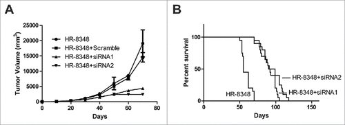 Figure 5. UBE2C promoted rectal carcinoma in vivo. A) Tumor generated by HR-8348 with different treatment as indicated was measured in diameters and calculated to volume according to the time point. B) Survival curve of the mice injected with different cells. Each group contains 20 mice.