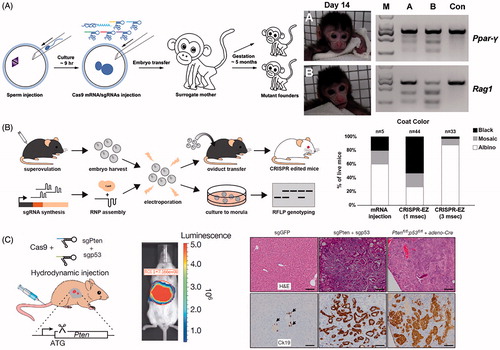 Figure 5. Physical methods for delivery of CRISPR. (A) Microinjection disrupting two genes (Ppar-γ and Rag1) in Cynomolgus monkeys from a single injection into one-cell-stage embryos. Photographs of Founder Monkeys A and B, PCR products of the targeted loci from genomic DNA of A and B, and a control wild-type Cynomolgus monkey (Con). Adapted with permission from Nui et al. (2014). Copyright 2014 Elsevier Inc. (B) Electroporation delivery of CRISPR RNP targeting genes impacting mice coat color (Tyr) followed by transfer to pseudopregnant mothers. Bar plot quantifies coat color phenotypes generated from microinjection and electroporation at 1 ms pulse length and 3 ms pulse length. Adapted with permission from Chen et al. (Citation2016). Copyright 2016 American Society for Biochemistry and Molecular Biology. (C) Hydrodynamic injection of CRISPR into mice results in liver-specific targeting (see bioluminescence image of hydrodynamically injected luciferase plasmid), generating indel mutation of two tumor suppressor genes and oncogenes. The development of liver tumors can be seen in the hematoxylin and eosin (H&E) and cytokeratin 19 (Ck19)-stained micrographs. Adapted with permission from Xue et al. (Citation2014). Copyright 2014 Macmillan Publishers Ltd: Nature.