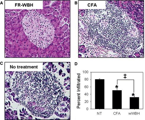 Figure 3. Pancreatic islets of weekly FR-WBH treated NOD mice demonstrate significantly less lymphocytic infiltration than those of CFA treated mice. Hematoxylin and Eosin staining was performed on pancreatic tissue of normothermic (NT; C), CFA (B), and weekly FR-WBH (A) treated mice and representative images of non-infiltrated and infiltrated pancreatic islets are shown. The percent of lymphocyte infiltrated islets were then quantified in each treatment group. N = 39 age-matched mice in each group; *, p ≤ 0.0217 when compared to normothermic controls using an unpaired Student's t-test; ‡, p = 0.046 when comparing the CFA and weekly FR-WBH groups using an unpaired Student's t-test.