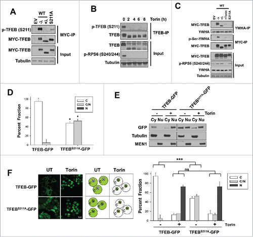 Figure 1. Torin1 enhances TFEBS211A nuclear localization. (A) Validation of the newly generated p-TFEB (S211) antibody. HeLa cells were transfected with the indicated MYC-tagged plasmids (WT, wild-type TFEB; S211A TFEB mutant or EV, empty vector), lysed, and treated or not with lambda phosphatase (“λ”) before MYC immunoprecipitation (IP) and western blot analysis. (B) p-TFEB (S211) analysis of Torin1-treated HeLa cells (250 nM). Endogenous TFEB was immunoprecipitated and analyzed by western blot. (C) HeLa cells transfected with the indicated MYC-tagged TFEB constructs were subjected to immunoprecipitation with YWHA or MYC antibodies and analyzed by western blot. Torin1 (250 nM) for 6 h. Where indicated, immunoprecipitates were treated with lambda phosphatase (λ). (D) Quantification of TFEB-GFP or TFEBS211A-GFP subcellular localization in HeLa cells transfected as indicated (C, exclusively cytoplasmic; C and N, cytoplasmic and nuclear; N, exclusively nuclear). Graph illustrates average (n = 2; ≥100 cells per experiment) ± SD. *, P < 0.05 for comparison between TFEB-WT and TFEBS211A for each of the fractions. (E) HeLa cells were transfected with the indicated plasmids and biochemical fractionation was performed after Torin1 treatment (250 nM for 3 h). (F) HeLa cells stably expressing TFEB-GFP (WT vs. S211A) were treated with vehicle (DMSO) or Torin1 (250 nM for 6 h) and analyzed by immunofluorescence (left panel, representative images; middle panel, schematic representation; right panel, quantification). Two-factor ANOVA was used to compare the global effect of the TFEBS211A mutation. ***, P < 0.001; ns, nonsignificant. Scale bar: 20 μm.