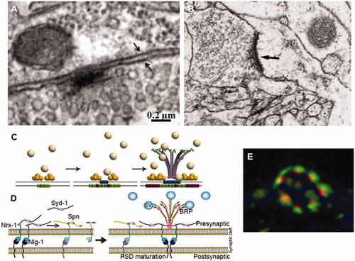 Figure 2. Assembly of synapse components. (A) Synapse in a larval neuromuscular junction. Note the electron dense T bar shaped presynaptic specialization around which synaptic vesicles (asterisk) accumulate. Two small arrows indicate the pre- and postsynaptic cell membranes. (B) Human cortex synapse. Note the pre- and post-synaptic electron-dense specializations. Bar in A = 0.2 and 0.6 µm in B. (C) Sequential assembly of synapse components. Liprin-α (yellow spheres) cluster on the presynaptic membrane followed by Ca2+ channels (blue barrels). Finally, the BRP protein forms a bouquet centred in the active zone attracting the synaptic vesicles (SV, grey spheres) through its Nc82 epitope (green dots). Meanwhile, the postsynaptic membrane accumulates GluRIIA (green barrels) and, later, GluRIIB (red barrels) receptors. (D) The register between the pre- and postsynaptic components is established by the interaction between the presynaptic Neurexin-1 (Nrx-1) and the postsynaptic Neuroliguin1 (Nrl1). Syndecan-1 (Syd-1) is thought to hold the BRP bouquet in place while the peripheral limits of the synapse are determined by the Syd-1 antagonist Spinophilin (Spn). (E) Motor neuron bouton showing several synapses immunolabelled for BRP (red) and GluRIIC (green) showing the perfect register between the pre- and postsynaptic components. Original data are from Ferrus’s lab (A and E); De Felipe’s lab (B); Sigrist’s lab modified from Fouquet et al. (Citation2009) (C) and Muhammad et al. (Citation2015) (D).