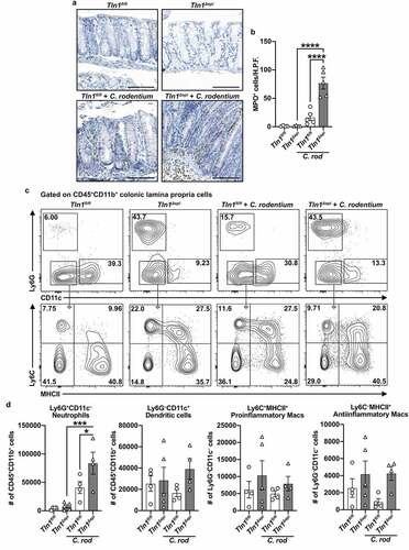 Figure 5. Knockdown of talin-1 in epithelial cells heightens neutrophil recruitment but diminishes the T cell response to pathogenic bacteria. (a) Representative images of colon tissues immunoperoxidase-stained for MPO and (b) the quantification of MPO+ cells per high-powered field (H.P.F). n = 4 uninfected mice and n = 5 infected mice per genotype. Each symbol is a different mouse. Gating strategy (c) and quantification (d) of myeloid cells isolated from the colonic lamina propria and assessed by flow cytometry; n = 4–5 uninfected mice and n = 4 infected mice per genotype. Plots were pre-gated for single, live CD45+CD11b+ cells. Neutrophils were identified as CD45+CD11b+Ly6G+CD11c – and dendritic cells as CD45+CD11b+Ly6G – CD11c+. Proinflammatory macrophages were identified as CD45+CD11b+Ly6G – CD11c – Ly6C+MHCII+ and antiinflammatory macrophages as CD45+CD11b+Ly6G – CD11c – Ly6C – MHCII+. All values are reported as mean ± SEM. Statistical analyses, where shown; *P < 0.05, **P < 0.01, and ****P < 0.0001 determined by (b) 1-way ANOVA and Tukey test; (d) 1-way ANOVA and šídák’s test. Scale bars represent 100 μm.