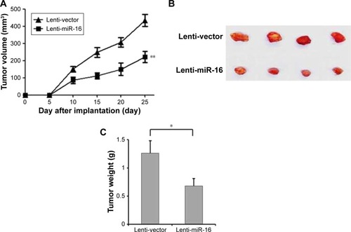 Figure 3 miR-16 inhibits oral carcinoma tumor growth in vivo. BAL B/c null mice were subcutaneously injected with the oral squamous carcinoma cell with lenti-miR-16 or lenti-vector. (A) The tumor volumes of mice were measured every 5 days. (B and C) In the end of the study, the mice were sacrificed. Then, the tumors were excised from mice and weighted. Data presented as mean ± SD, n=8. *p<0.05, compared with lenti-vector group. **p<0.01.