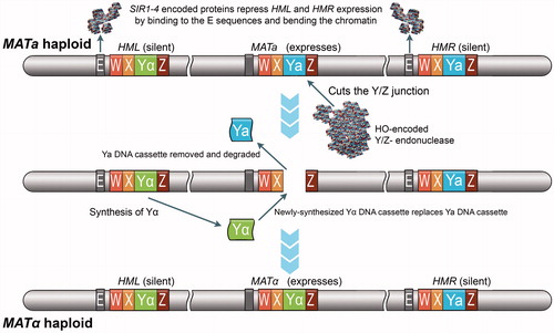 Figure 10. Chromosome 3 carries the two MAT genes (MATa and MATα) that determine the mating-type of Saccharomyces cerevisiae. The Ya and Yα regions are unique regions within these two MAT loci, each encoding two divergently transcribed mRNA molecules. In haploids, the two transcripts of the MATa locus code for the a1 and a2 polypeptides while the transcripts of MATα code for α1 and α2 polypeptides. MATa1 and MATa2, as well as all other a-specific genes, are constitutively expressed in the absence of the MATα2-encoded repressor, whereas all α-specific genes can only be transcribed in heterothallic haploids that express both MATα1 and MATα2. While expression of MATa1 and MATa2 is not required for a-mating, expression of MATa1 is required, along with the expression of MATα2, to repress haploid-specific gene expression in MATa/α diploids. Such heterothallic diploids can neither mate nor express other haploid-specific genes because of the action of the MATa1/MATα2-encoded co-repressor. Interestingly, homothallic haploid cells of S. cerevisiae can switch their mating-type from a to α and vice versa through the HO-controlled cassette model and conjugate with cells from the same single-spore colony. For example, an a cell can switch to an α cell by replacing the MATa allele with the MATα allele. The switching of the allele in the MAT locus is possible because homothallic haploids express the HO gene as well as an additional silenced copy of both the MATα and MATa alleles: the HML (Hidden MAT Left) locus carries a silenced copy of the MATα allele, and the HMR (Hidden MAT Right) locus carries a silenced copy of the MATa allele. The gene conversion event required for mating-type switching is initiated by the haploid-specific HO gene, which is tightly regulated and only activated in haploid cells during the G1 phase of the cell cycle. The HO-encoded DNA endonuclease cleaves a specific sequence at the MAT locus so that either the HML or HMR information can be duplicated and swapped into the active MAT locus. Thus, the silenced alleles of MATa and MATα present at HML and HMR serve as a reservoir of genetic information to repair the HO-induced DNA cleavage at the active MAT locus.