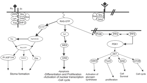 Figure 4 Simplified scheme of Ras activation. Ras proteins are activated by tyrosine kinase receptors as well as cytokine receptors. Once activated, GTP-bound Ras binds to effector molecules such as Raf kinase, Ral-GEF and PI3K. Ras signaling through Raf leads to sequential activation of MEK and ERK, resulting in cellular proliferation, differentiation and cell cycle progression. Ras activation of Ral-GEF causes activation of Rho, which induces stress fiber formation and actin polymerization/depolymerization. Activation of PI3K recruits PDK1/2 and AKT to the plasma membrane, resulting in activation of transcription factors, activation of glycogen synthetase, increased cell survival, and entry into the cell cycle by activating cyclin D1 (CitationMorgan et al 2003).