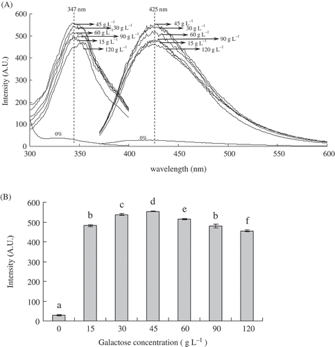 FIGURE 2 A: Effects of galactose concentration on fluorescence excitation (left) and fluorescence emission of galactose-BCP MRPs during heat treatment at pH 9.0 and 95°C for up to 3 h. Excitation wavelength for emission spectra was set to 347 nm and scanning wavelength range from 370 to 600 nm. Emission wavelength for excitation spectra was 425 nm and scanning wavelength range from 300 to 400 nm; B: Effects of galactose concentration on fluorescence intensity of galactose-BCP MRPs (excitation at 347 nm and emission at 425 nm).