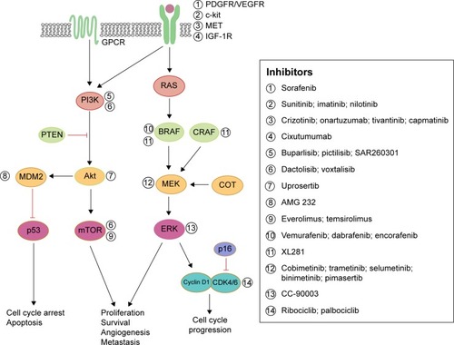 Figure 2 Schematic diagram representing aberrant signaling pathways responsible for resistance to BRAF or MEK inhibitors in metastatic melanoma and pharmacological strategies to overcome this resistance.
