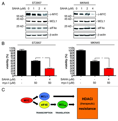 Figure 6. MYC expression is regulated by HDACi in gastric cancer cells. (A) ST2957 and MKN45 cells were treated with increasing doses SAHA for 24 h as indicated or were left as vehicle treated controls. Western blots detected expression of c-MYC, MCL1, eIF4E and β-actin (loading control). (B) ST2957 and MKN45 cells were pre-treated with myc-I as indicated or were left as an untreated control. After 24 h cells were again treated with myc-I or with the combination of the myc-I and SAHA for additional 24 h. Untreated cells remained untreated. Viability of cells was measured in MTT assays and viability of vehicle treated controls were arbitrary set to 100%. Data are presented as mean and standard error of the mean (S.E.M). (Student’s t-test: * p < 0.05 vs. controls). (C) Schematic presentation of how gene expression signatures induced by c-MYC restrain the efficacy of HDACi against gastric cancer cells.