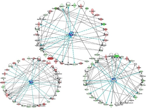 Figure 4 Network analysis of 499 differential changes by miR-424 in HCT116 cells.Notes: Top three networks of interest (nuclear factor kappa B [NF-kB], ERK, and ATF4) were generated. Green, lower expression upon miR-424 expression; red, higher expression upon miR-424 expression.