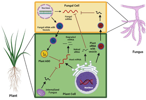 Figure 1. Cross kingdom RNA interference in plant–fungus interactions. Plant derived small RNAs (sRnas) can be packaged by Golgi and is efficiently absorbed by fungal cell which inhibits germination of spore and development of mycelia by cleaving the pathogenicity target gene. Fungal pathogen also deploy group of sRnas to plant to silences the host resistance gene. Plant use extracellular vesicle to transport small RNA into the fungal cell for inhibiting virulence related genes. The mechanism of transport for fungal sRnas is unclear.