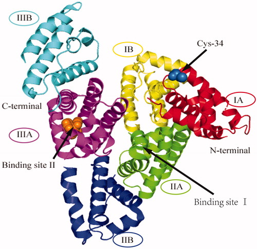 Figure 1. The three-dimensional structure of human serum albumin. HSA consists of three homologous domains (I-III), each of which contains two subdomains (A and B). Binding site I and binding site II, and Cys34 are indicated by arrows.