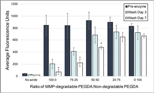 Figure 7. Payload release is controlled by the ratio of degradable to non-degradable PEGDA. Different ratios of non-degradable PEGDA and the MMP-degradable polymer-peptide conjugate were delivered to agar beads, doped 10% with acrylate-PEG-azide. ROS initiators were added to induce crosslinking, and Cy5-DBCO was delivered. Before enzyme addition, all azide-containing conditions had comparable capture to the non-degradable control (0:100). To initiate release, 5 µg/mL collagenase was added and fluorescence was read at 3 and 7 days of washing. Conditions with at least 50% MMP-degradable PEGDA had significantly less residual fluorescence than the non-degradable control (*p < .01), demonstrating that the payload can be released via enzymatic cleavage. Payload release is directly related to the amount of MMP-degradable PEGDA included in the initial capture net.