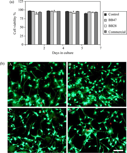 Figure 2.  (a) MC3T3-E1 cell viability after 2, 4, 5, and 7 days growing on TCPS plates or on plates coated with BB28, BB47, or Commercial. Cell viability was evaluated by live/dead viability assay kit. Data represent mean±S.E.M. of three independent experiments. (p<0.05, ANOVA, post-hoc Tukey HSD test, * vs. Control). (b) MC3T3-E1 cells were seeded on tissue culture plates coated with BB47 (A), BB28 (B), Commercial (C), and TCPS control plates (D) for 4 days. Live/Dead Viability Assay Kit was used to determine the cell viability (red: dead cells; green: live cells) (colour online). Scale bar 100µm.