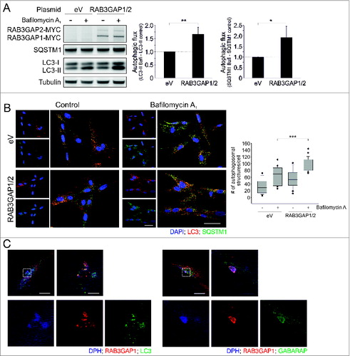 Figure 3. Overexpression of the RAB3GAP complex enhances autophagy. (A) Immunoblot analysis of cells that were manipulated with the indicated plasmids for 48 h and treated with DMSO (−) or bafilomycin A1 (+) for 4 h. Tubulin served as control for equal loading. Statistics are depicted as mean ± SD normalized to eV; *P < 0.05, **P < 0.01, n = 4, t test. (B) Confocal images of LC3 and SQSTM1 immunostaining. Fibroblasts were manipulated with the indicated plasmids for 48 h and treated with DMSO or bafilomycin A1 for 4 h. DAPI was used to stain nuclei. Scale bar = 50 μm. Autophagosomal structures were counted in 20 to 40 cells of 3 independent experiments; ***P < 0.001, t test. (C) Confocal images of RAB3GAP1 and LC3 or GABARAP immunostainings. RAB3GAP1 and RAB3GAP2 were overexpressed for 48 h. DPH was used to stain lipid droplets. Scale bar = 20 and 5 μm.