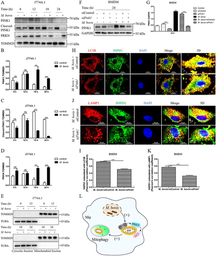 Figure 2. M. bovis infection induces PINK1-PRKN-mediated mitophagy. (A) J774A.1 were infected with M. bovis (MOI = 10), cells were collected at 6, 12, 18, and 24 h post-infection and obtained mitochondrial fraction, the protein expression of full-length PINK1, cleaved-PINK1 and PRKN in the mitochondrial fraction were detected by western blot. (B) Quantification of full-length PINK1 expression. (C) Quantification of cleaved-PINK1 expression. (D) Quantification of PRKN expression. (E) Mitochondrial and cytosolic fractions were blotted using the indicated antibodies. (F) BMDM were transfected with Pink1 siRNA (25 nM) and negative control siRNA (25 nM) for 48 h and then infected with M. bovis (MOI = 10), the protein level of PINK1 was detected by western blot at 24 h post-infection. (G) Quantification of PINK1:GAPDH. (H) BMDM were transfected with Pink1 siRNA (25 nM) and negative control siRNA (25 nM) for 48 h and then infected with M. bovis (MOI = 10), the colocalization of LC3B (red) with mitochondrial marker HSPD1 (green) was analyzed by confocal microscopy at 24 h post-infection. Scale bar: 10 μm. (I) Quantification of Pearson’s colocalization coefficient between LC3B and HSPD1. (J) The colocalization of LAMP1 (red) with mitochondrial marker HSPD1 (green) was analyzed by confocal microscopy at 24 h post-infection. Scale bar: 10 μm. (K) Quantification of Pearson’s colocalization coefficient between LAMP1 and HSPD1. (L) Schematic illustration of the results of Figure 2. Data are representatives from at least three independent experiments (mean ± SEM). Unpaired t-test (two-tailed) was used to measure significance. **p < 0.01, ***p < 0.001, ns, not significant.