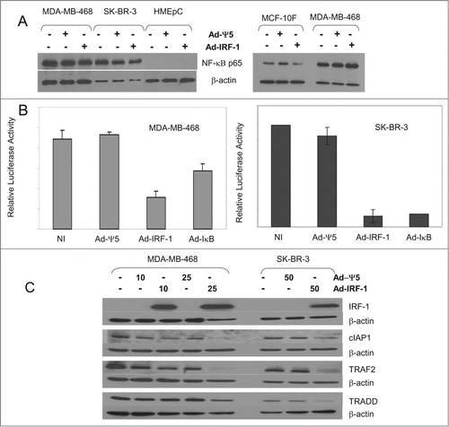 Figure 5. Ectopic expression of IRF-1 reduces NF-κB expression and activity in human breast cancer cells. (A) The nonmalignant human mammary epithelial cells HMEpC, the spontaneously immortalized nonmalignant human breast cell line MCF-10F, and the human breast cancer cell lines MDA-MB-468 and the SK-BR-3 were either uninfected or infected with the control Ad-Ψ5 or Ad-IRF-1 as previously described. Cellular lysates were prepared and immunoblotting for NF-κB p65 was performed as described in Materials and Methods. (B) The MDA-MB-468 and SK-BR-3 human breast cancer cells were co-transfected with the NF-κB responsive luciferase reporter construct pELAM-luc and β-gal plasmid pIEPlacZ. 24 h post transfection cells were either not infected or infected with the control Ad-Ψ5, Ad-IRF-1, or Ad-IκB super-repressor in duplicate. 24 h post infection luciferase activity was measured as described in Materials and Methods. (C) Uninfected cells or cells infected with the Ad-Ψ5 control or Ad-IRF-1 at the indicated MOIs were harvested 24 h post infection. Cellular lysates were used for immunoblotting as described in Materials and Methods.