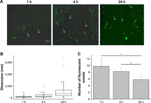 Figure 4 Fluorescence imaging on live cells.Notes: (A) Distribution of the fluorescent mApoE-PA-LIPs on the neuronal cell cultures after 1 h (left), 4 h (central), or 24 h (right) of incubation. Green and white arrows, respectively, indicate cells interacting and non-interacting with mApoE-PA-LIPs. (B) Box-chart showing the dimension of the green fluorescent spots corresponding to mApoE-PA-LIPs in the cell culture. The size increased over time (*significance versus the dimension at 1 h of incubation; p<0.01). (C) Bar graph counting, on average, the fluorescent events found in each field analyzed.Abbreviations: PA, phosphatidic acid; LIPs, liposomes.