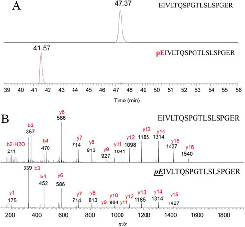 Figure 3. Representative chromatograms and mass spectra of terminal peptides (gradient 2). (A) The extracted ion chromatograms of N-terminal peptide of heavy chain; (B) The MS2 mass spectra of N-terminal peptide of heavy chain.