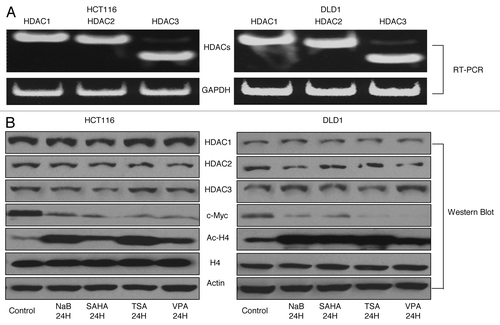 Figure 2. HDAC inhibitors induced accumulation of histone acetylation in association with HPP1 re-expression and attenuation of c-Myc. HDAC 1, 2, and 3 were highly expressed by conventional RT-PCR in both HCT116 and DLD-1 cells (A). HDAC inhibitors suppressed the expression of c-Myc significantly and increased the accumulation of Ac-H4 but with no effect on the expression of HDAC1, 2, and 3 by western blot analyses (B).