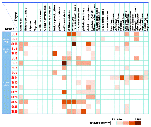 Figure 4. Enzymatic activity of the 17 strains. APIZYM and Rapid API 32A tests (Sysmex BioMérieux) were used for determination of enzymatic activities of each of the 17 strains. Cells from cultures grown on Eggerth-Gagnon blood agar plates for 48 h at 37 °C in an anaerobic chamber were suspended in saline and the turbidity was adjusted to 5–6 in the McFarland scale (approx. 1.5–1.9 × 109 CFU/ml). Aliquots of 65 μl of the suspensions were inoculated into cupules in the strip. In the case of Rapid API 32A, the turbidity was matched to 4 in the McFarland scale and aliquots of 55 μl were applied to the cupules. The strips were incubated at 37 °C for 4 h and the reactions were determined according to the manufacturer’s instructions.