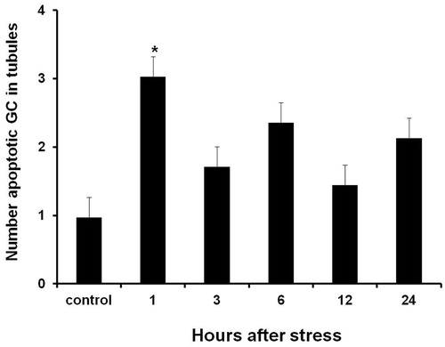 Figure 4. Number of apoptotic germ cells contained in seminiferous tubules in testes of males exposed to acute stress. The number of apoptotic germ cells was significantly higher than in testes of the control group one hour after exposure to the stressor. Data shown as mean ± SEM. One-way ANOVA followed by Newman-Keulls test; *p < 0.01 compared with control.