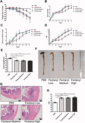 Figure 1. Fentanyl aggravated dextran sodium sulfate (DSS)-triggered colitis. We fed 3% DSS water to mice on days 0–7. PBS (control) or fentanyl (0.1, 0.25, or 0.5 mg/kg) was intraperitoneally administered on days 0–6 (n = 10 each group). Euthanasia of the mice was performed on day 7. (A–C) Mice were assessed daily for weight, diarrhea, and hematochezia; (D) Disease activity index (DAI) was calculated on the basis of weight change, diarrhea, and hematochezia; (E) Colon lengths; (F) Progressive stages of colitis development; (G) 100× of representative hematoxylin and eosin (H&E)-stained sections of colon (structure: e, epithelial disruption; I, inflammatory infiltration); (H) Histology activity index (HAI) based on epithelial disruption and inflammatory infiltration. Data are mean ± SEM of experiments (10 mice per group). Asterisks represent significance in fentanyl treatment (0.1, 0.25, or 0.5 mg/kg) compared to the PBS control in A, B, C, and D, respectively. *p<.05; **p<.01; ***p<.001.