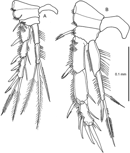 Figure 5. Quinquelaophonte aurantius sp. nov. A–B, P2 and intercoxal sclerite, female and male.