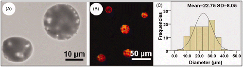 Figure 4. TEM image (A) and LCSM image (B) of microparticles prepared by emulsion electrospray technique and the diameter distributions of formula j-6% PLGA (C).