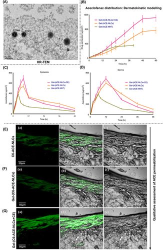 Figure 2 Confocal laser scanning microscopy (CLSM) based ex-vivo skin permeation of the ACE-NLCs formulation by dermatokinetic modeling. (A) HR-TEM analysis confirms the intact spherical shape and morphology of ACE-NLCs formulations (B) Ex-vivo quantitation of total aceclofenac permeated across skin of the ear pinnae of pig. ACE permeated across, (C) epidermis, and (D) dermis for 48 h of treatment with ACE-NLCs/CE formulations was quantified, CLSM images of skin permeation of (E) coumarin-6 (C6) labelled and ACE encapsulated NLC, coumarin-6 (C6) labelled and ACE encapsulated NLC-based hydrogel (F) without CE, and (G) with CE conjugation (Gel-(C6-ACE-NLCs/CE)). Individual figure shows, (a) Image under the green fluorescence channel (b) Superimposition of figures. (c) corresponds differential interface contrast (DIC) images. The statistical data is expressed as mean ± SE (n = 6).