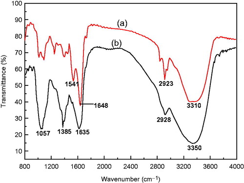 Figure 4. Fourier transform infrared spectroscopy spectra of (a) lyophilized powders of Ag NPs synthesized from seed-derived callus extract of C. roseus and 1 mM AgNO3 solution, and (b) seed-derived callus extract of C. roseus.