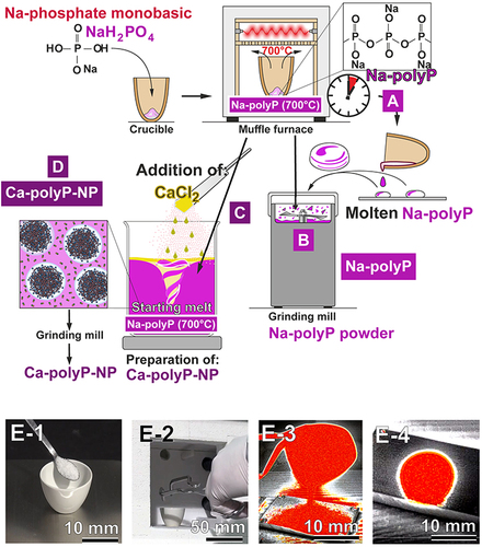 Figure 6 Chemical preparation of polyP. PolyP is prepared by heating the starting material NaH2PO4 to 700°C. Both amorphous (A and B) Na-polyP, and (C and D) Ca-polyP-NP can be prepared in parallel. (A) Na-polyP is formed during heating to 700°C. The glass-like melt is (B) ground to Na-polyP powder. Ca-polyP-NP is prepared from Na-polyP by addition of CaCl2 (C and D). By this, polyP of a physiological chain length of ~50–100 Pi units (Na-polyP50–100) is obtained. (E-1–E-4) Preparation process of Na-polyP and Ca-polyP-NP. (E-1) Start of preparation; (E-2) sliding in the furnace; (E-3) The molten glass poured from the crucible onto (E-4) a steel plate (images with infrared camera).