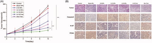 Figure 2. In vivo antitumor efficacy of Sal-Doc NP in a Hela tumor model. (A) Tumor inhibition rates of control, blank NPs, 2 + 8 NP, 3 + 12 NP, 4 + 16 NP, 4 + 16 Free and Doc Free 10 days after the first treatment; (B) H&E and IHC staining of control, blank NPs, 2 + 8 NP, 3 + 12 NP, 4 + 16 NP, 4 + 16 Free and Doc Free at the end point of the experiment.