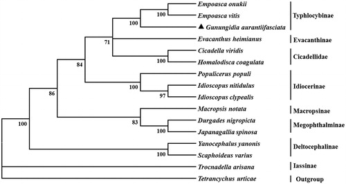 Figure 1. Phylogenetic tree showing the relationship between Gunungidia aurantiifasciata and 14 other leafhoppers based on neighbor-joining method. GenBank accession numbers used in the study are the following: Cicadella viridis (MK335936), Durgades nigropicta (KY123686), Empoasca onukii (MG190360), Empoasca vitis (KJ815009), Evacanthus heimianus (MG813486), Gunungidia aurantiifasciata (MT012904), Homalodisca coagulata (AY875213), Idioscopus clypealis (MF784430), Idioscopus nitidulus (KR024406), Japanagallia spinosa (NC035685), Macropsis notata (NC042723), Macrosteles quadrimaculatus (MG727894), Populicerus populi (MH492318), Scaphoideus varius (KY817245), Tetrancychus urticae (EU345430), Trocnadella arisana (NC036480), Yanocephalus yanonis (KY039113). T. urticae was used as an outgroup. Leafhopper determined in this study was marked with a triangle.