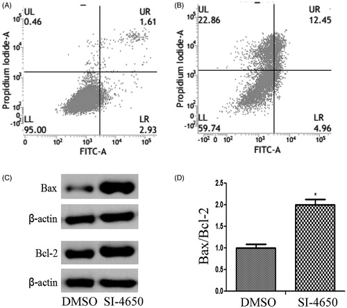 Figure 6. The effects of SI-4650 on cell apoptosis and the expression levels of Bcl-2 and Bax. (A) Flow cytometry of A549 cells treated with DMSO (A) or SI-4650 (B) at 80 µM for 48 h and stained with a mixture of FITC-annexin V and PI. (C) Protein expression levels were measured by Western blot analysis. The A549 cells were treated with SI-4650 at 80 µM for 48 h, and β-actin was used as the internal control. (D) The relative ratio of Bax and Bcl-2. *p < 0.05.