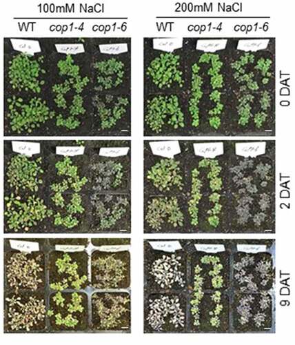 Figure 1. Phenotypic evaluation of the salt tolerance of cop1-4 and cop1-6 mutants. Seeds of WT, cop1-4, and cop1-6 mutants were directly sown in soil. After 16 days of growth, the plants were treated with 100 or 200 mM NaCl for 9 days and then photographed. DAT, days after treatment. Scale bars = 1 cm.