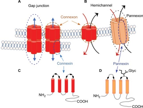 Figure 1 Connexins and pannexins.Notes: (A, B) Connexin and pannexin share a similar structure, despite the absence of sequence homology. Connexin and pannexin form functional connexon and pannexon hemichannels, respectively. (C, D) Connexins and pannexins are transmembrane proteins with four transmembrane domains, two extracellular loops, one cytoplasmic loop, and cytoplasmic N- and C-terminal domains. Connexin channels can assemble into a gap junction (A) that mediates intercellular communication, while pannexin’s extracellular loop has a high level of glycosylation in mammalian cells (D), which prevent the formation of gap junctions.Abbreviation: Glyc, glycosylation.