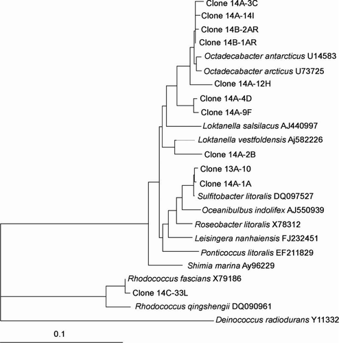 Figure 3  Dendrogram (majority rule consensus tree) depicting the phylogenetic position of the Antarctic clones within the Rhodobactereaceae and Nocardiaceae. Escherichia coli positions analysed, 117–929. Total number of bases analysed, 851. Out-group is Deinococcus radiodurans. Bootstrap values at each node that are higher than 400 out of 1000 are shown.