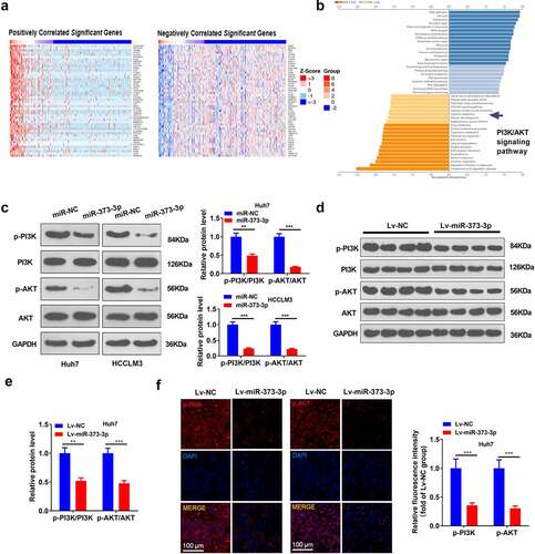 Figure 4. miR-373-3p dampened the PI3K/AKT pathway in vitro and in vivo.