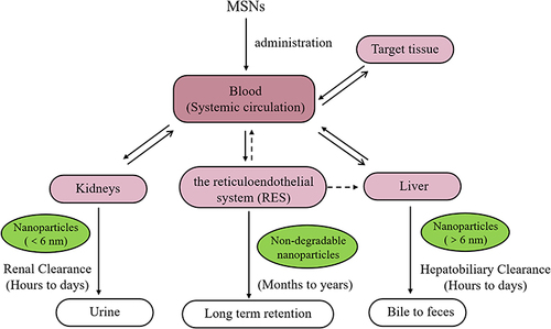 Figure 6 The schematic of MSNs clearance pathways.