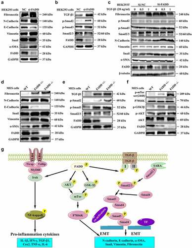 Figure 7. FADD knockdown or deficiency accelerated EMT process. A-B, After interfering with the expression of FADD in HEK293 cells, the expression level of EMT markers (A) and the expression level of proteins involved in TGF-β/Smad signaling pathway (B). (Notice: The experiment in Fig. 7A was performed in the same experiment with Fig. 7B.) C, After TGF-β1 stimulation (20 ng/ml), the activation degree of TGF-β pathway was investigated in HEK293 cells transfected with FADD siRNA. D-F, the expression level of EMT markers (D), proteins involved in TGF-β/Smad signaling pathway (E), and mTOR pathway (F) were also investigated by WB analysis using indicated antibodies in FADD-deficient MES cells. (Notice: The experiment in Fig. 7D was performed in the same experiment with Fig. 7E.) G, Schematic illustration of the potential mechanisms by which FADD phosphorylation promotes the development of renal fibrosis.