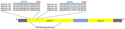 Figure 2. StSSR2 structure and the targets of CRISPR–Cas9. The StSSR2 gene structure is composed of 2 exons and 1 intron, with 5′UTR and 3′UTR on both sides.
