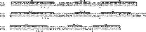 Figure 4.  Sequence alignment of OGC and AAC, indicated with M2OM and 1OKC, respectively. The alignment emphasizes the threefold repeated sequence, and secondary structure is highlighted in bold and labeled on top, following Pebay-Peyroula et al. ([Citation2003]). Conserved motifs are also pointed out.