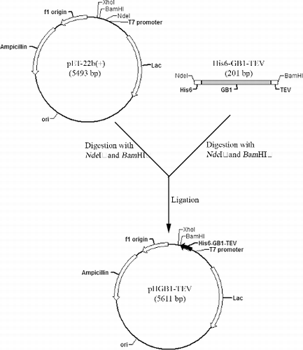 Figure 2. Construction of the pHGB1–TEV plasmid.