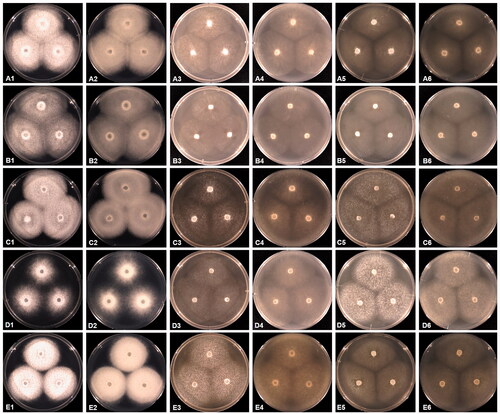 Figure 2. Cultural characteristics of Saprolegniaceae isolates obtained from this study. Geolegnia helicoides W732 (A); Leptolegnia caudata W1297 (B); Saprolegnia aenigmatica W1247 (C); Saprolegnia diclina W724 (D); Saprolegnia ferax W956 (E) on PDA (1, 2), V8A (3, 4), CMA (5, 6), after 72 h at 25 °C (1, 3, 5: observed view and 2, 4, 6: reverse view).