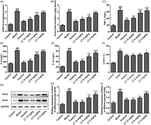 Figure 3. The levels of capillary permeability, anti-inflammation and antioxidant. (A) The level of VEGF in vitreum DR rats. (B) BRB breakdown was detected by using Evans blue leakage assay in STZ-induced DR rats. The levels of (C) TNF-α (D) IL-6 (E) IL-1β in serum of STZ-induced DR rats were measured by Elisa. (F) The level of LDH in HRECs culture supernatant was evaluated using Elisa. (G–I) The expression levels of Nox2 and Nox4 in HRECs were measured by Western blot. ###p < .001 versus control; **p < .01, ***p < .001 versus model; △p < .05, △△p < .01, △△△p < .001 versus positive.