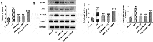 Figure 6. Hyp inhibits the activation of ROS/JNK signaling in DEX-treated MC3T3-E1 osteoblasts via reducing NOX4 expression.A, ROS generation was detected by ROS Assay. B, p p-JNK/JNK and p-c-Jun/c-Jun protein levels were analyzed by western blot assay. ***P < 0.001 vs control; ###P < 0.001 vs DEX; @@P < 0.01 and @@@P < 0.001 vs DEX + Hyp + Ov-NC.