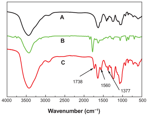 Figure S1 FT-IR spectra of ChS, maleic anhydride and macromer NMChS. (A) rare ChS; (B) maleic anhydride and (C) macromer NMChS.Abbreviations: FT-IR, fourier transform infrared; NMChS, O-maleyl chondrotin sulfate; ChS, chondrotin sulfate.
