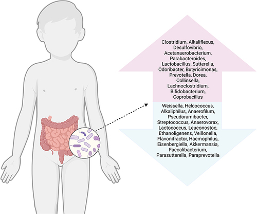 Figure 1 Gut microbiota changes in ASD patients at the genus level. Many studies have shown that the composition of gut microbiota altered in ASD patients. The genus level inside the upward arrow were higher in the ASD patients than those in neurotypical patients. On the contrary, the genus level inside the downward arrow were lower (Figure created with BioRender.com).